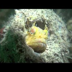 Video: California Central Coast Kelp Forest Promo