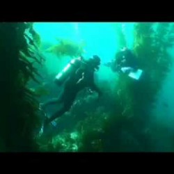 Video: California Coast Rockfish