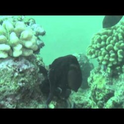 Video: Cruising with the Kaua’i Octopus