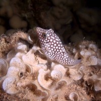 nightsnorkel