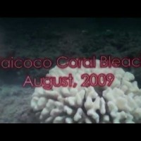 Damaged Corals on the North Shore of Kauai
