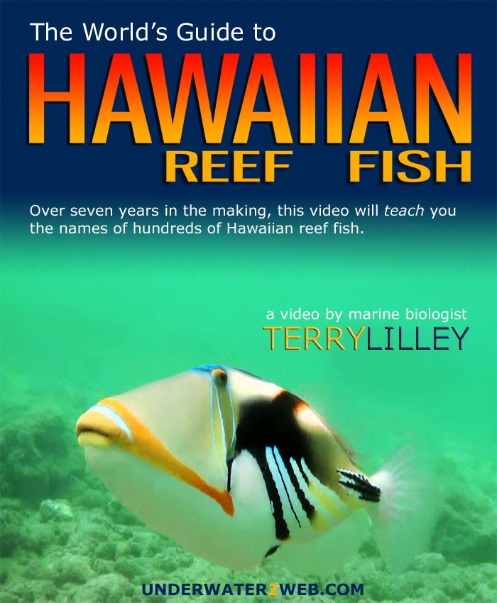Hawaiian Reef Fish DVD, a close-up of a trigger-fish is pictured