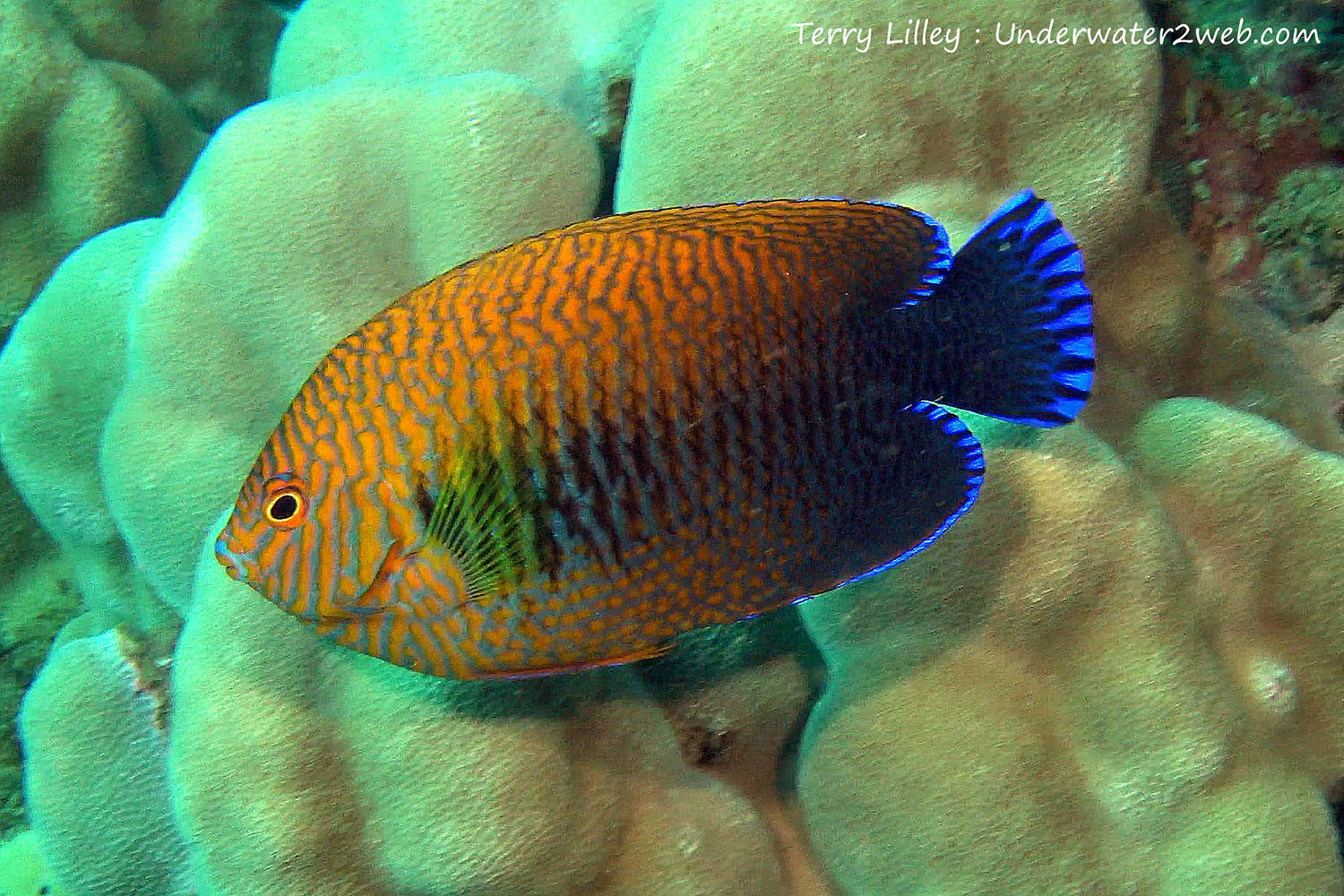 Hawaiian Reef Fish Identification Terry Lilley S Underwater Web