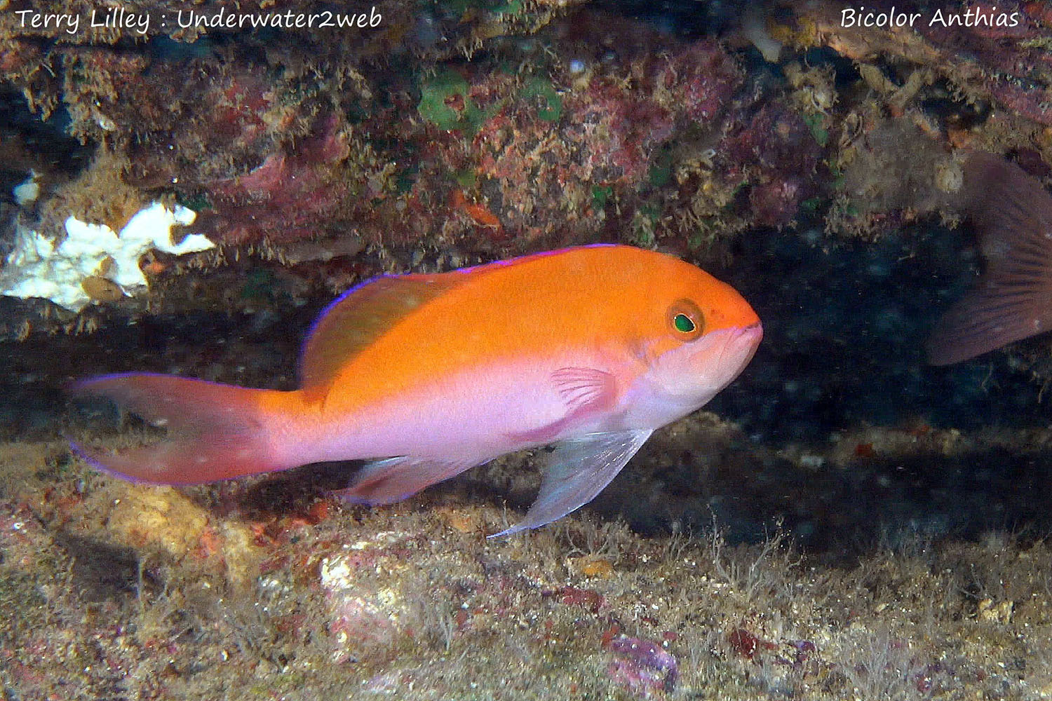 Hawaiian Reef Fish Identification – Terry Lilley's Underwater 2 Web