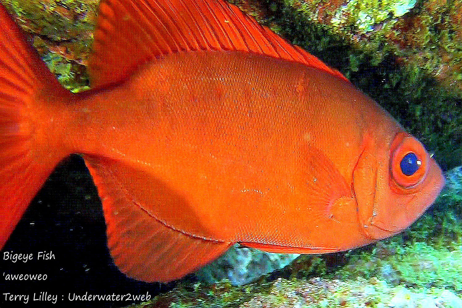 Hawaiian Reef Fish Identification – Terry Lilley's Underwater 2 Web