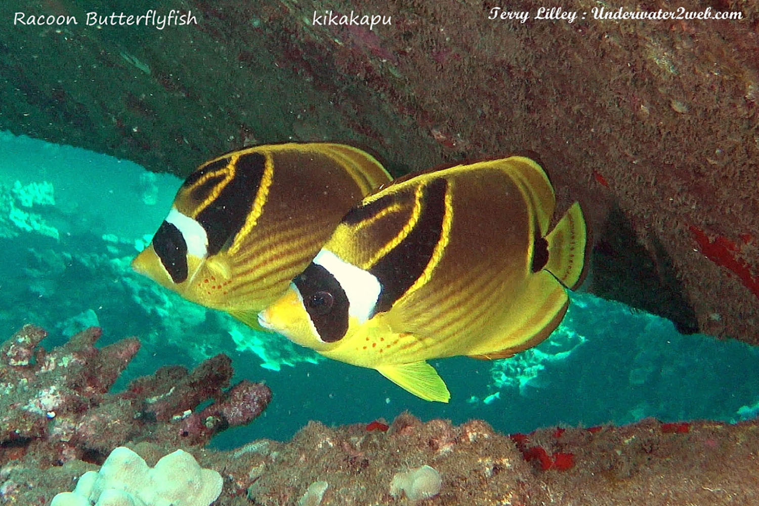 hawaiian-reef-fish-identification-terry-lilley-s-underwater-2-web