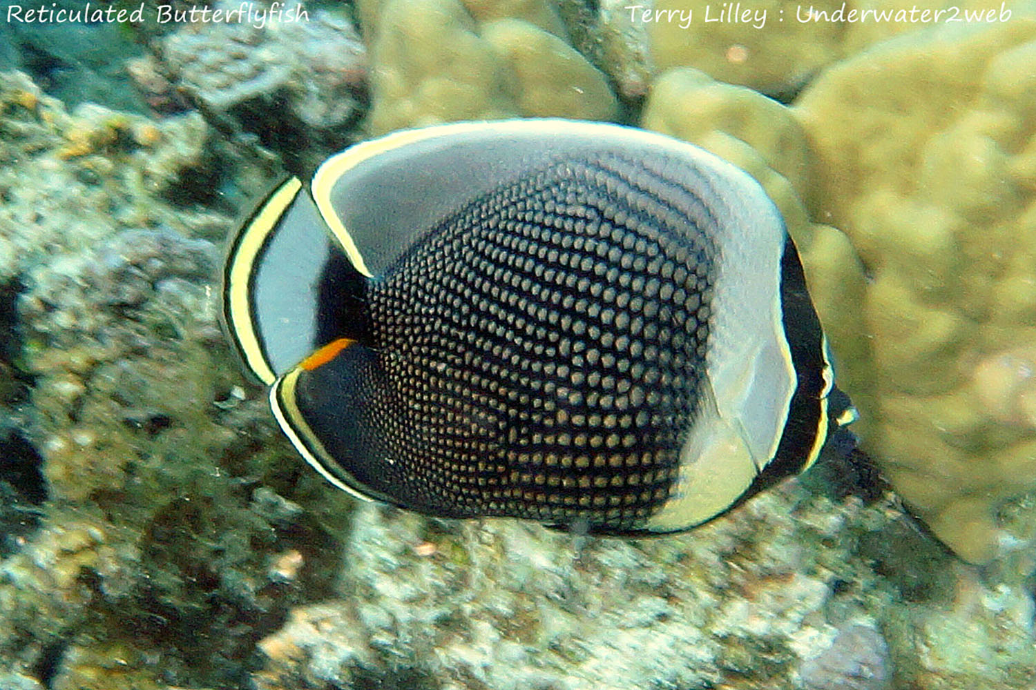 hawaiian-reef-fish-identification-terry-lilley-s-underwater-2-web