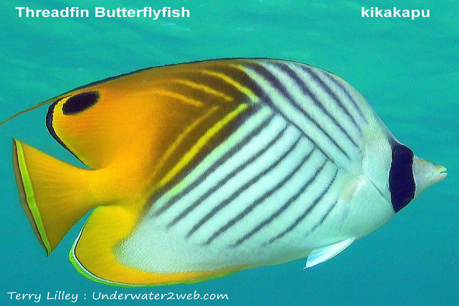 hawaiian-reef-fish-identification-terry-lilley-s-underwater-2-web