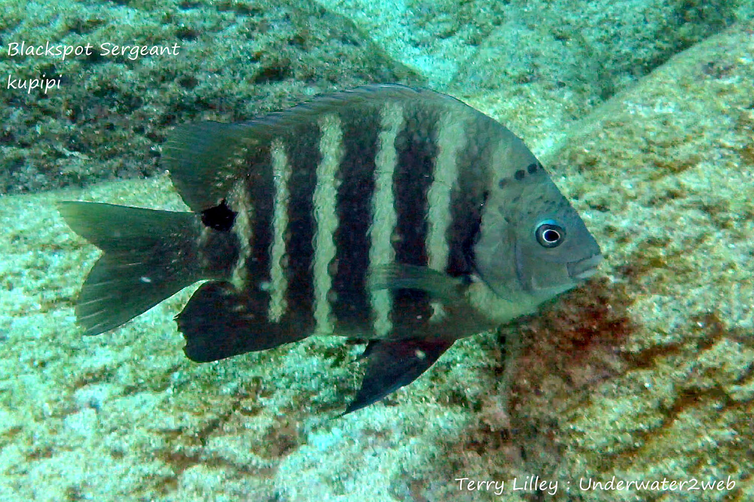 HAWAIIAN REEF FISH IDENTIFICATION Terry Lilley's Underwater 2 Web