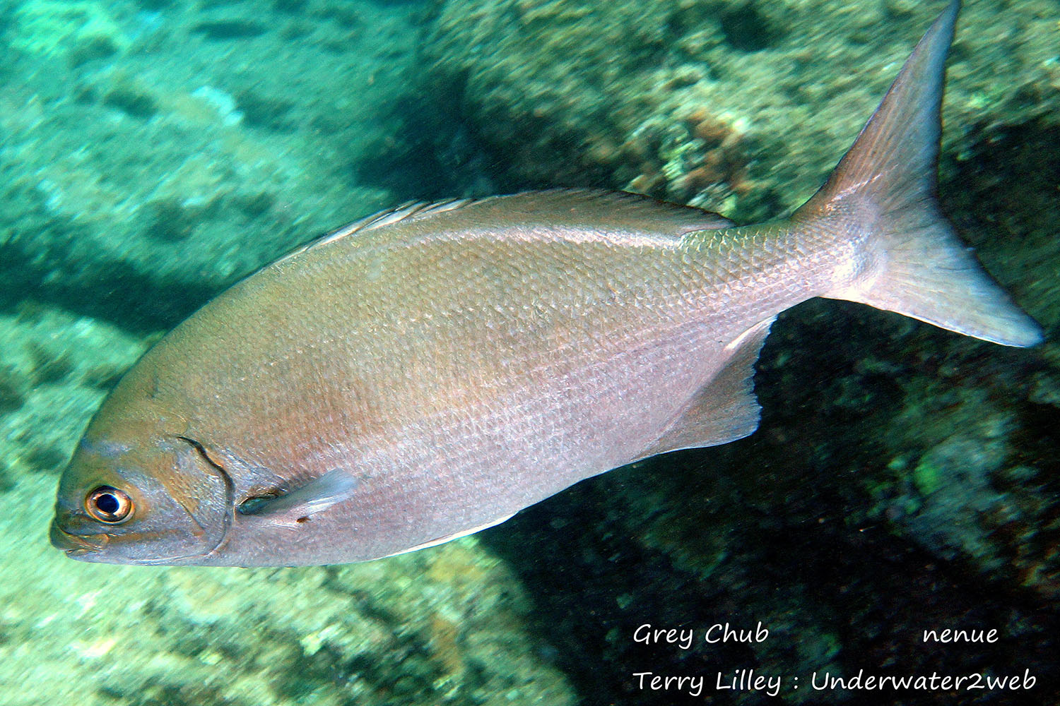 HAWAIIAN REEF FISH IDENTIFICATION Terry Lilley s Underwater 2 Web hawaiian-reef-fish-identification-terry-lilley-s-underwater-2-web