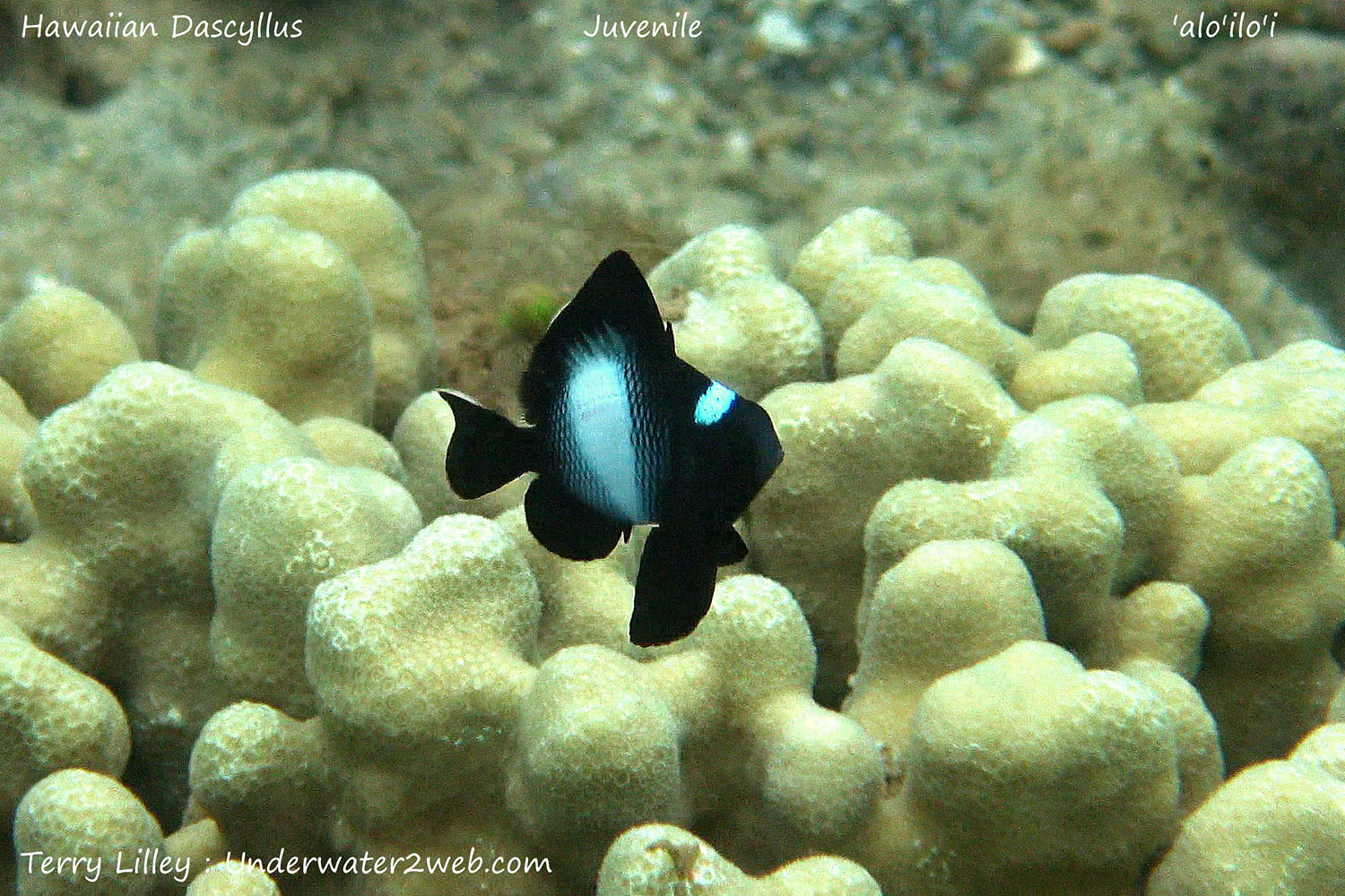 hawaiian-reef-fish-identification-terry-lilley-s-underwater-2-web