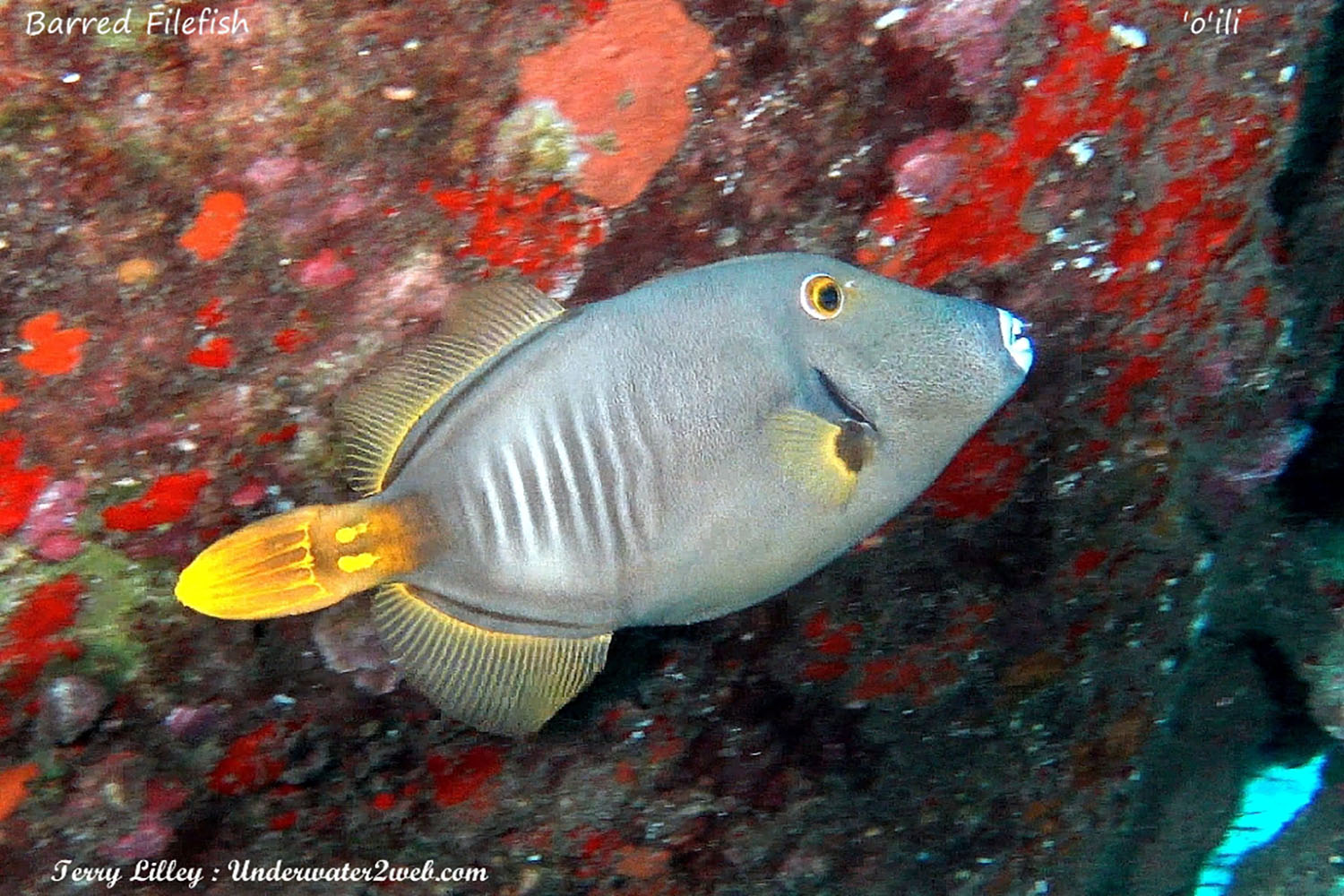 HAWAIIAN REEF FISH IDENTIFICATION Terry Lilley s Underwater 2 Web hawaiian-reef-fish-identification-terry-lilley-s-underwater-2-web