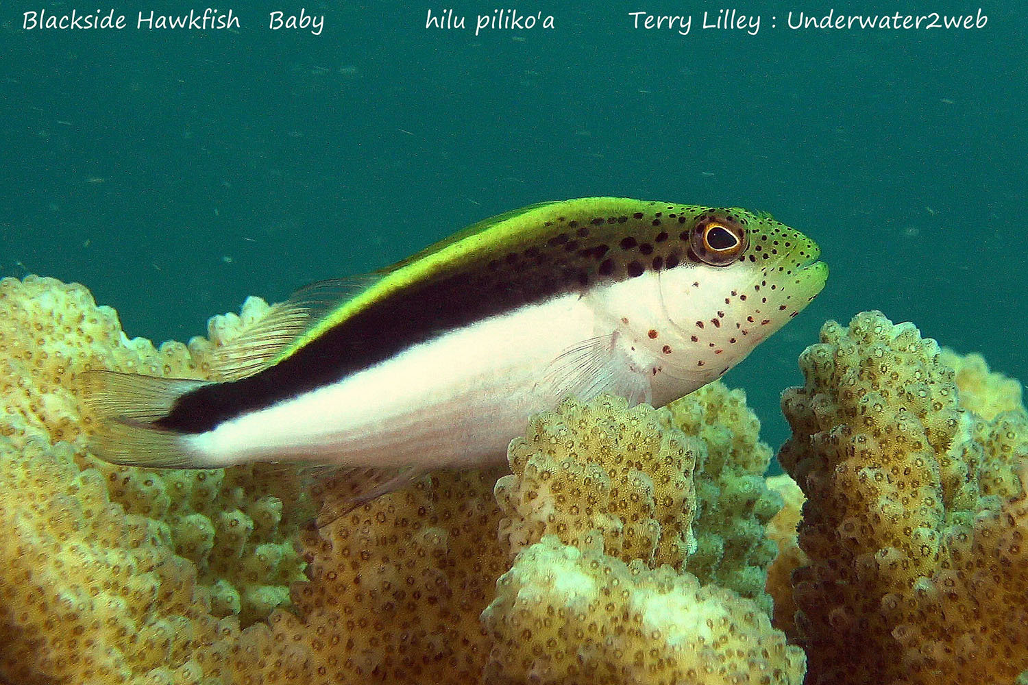 hawaiian-reef-fish-identification-terry-lilley-s-underwater-2-web