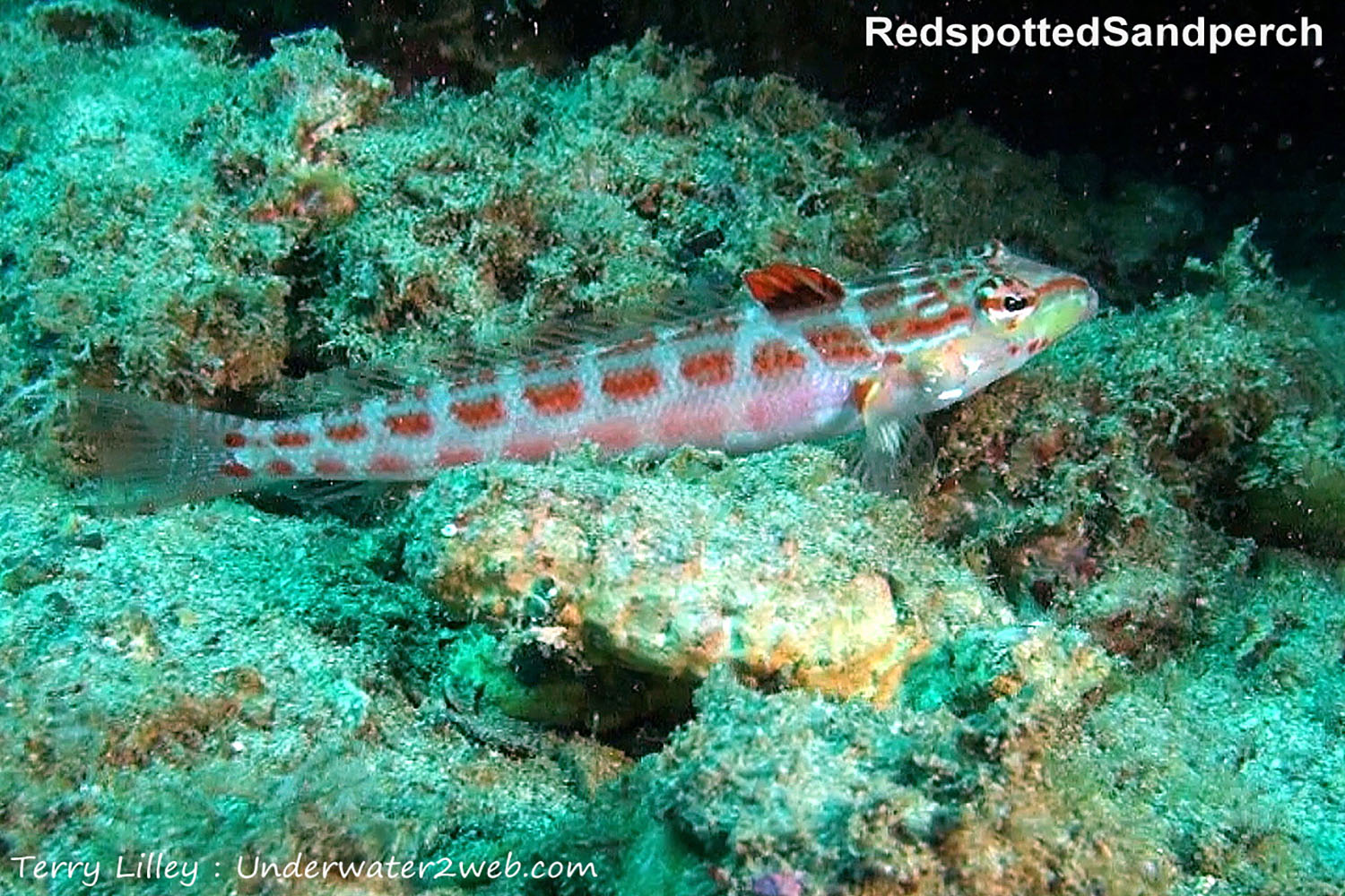 hawaiian-reef-fish-identification-terry-lilley-s-underwater-2-web