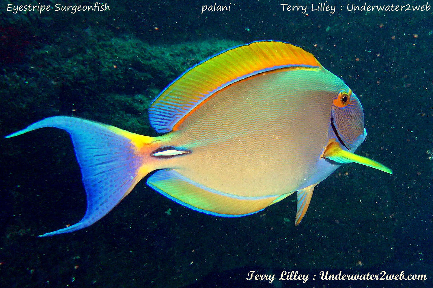 Hawaiian Reef Fish Identification – Terry Lilley's Underwater 2 Web