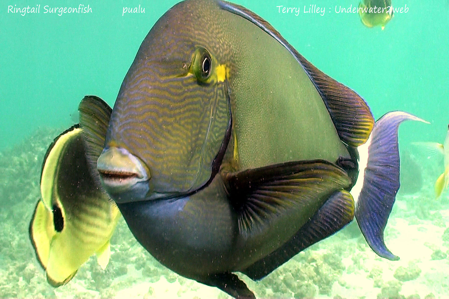 Hawaiian Reef Fish Identification – Terry Lilley's Underwater 2 Web