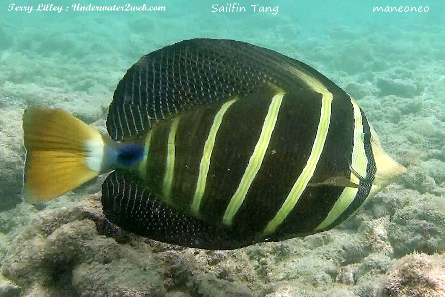 Hawaiian Reef Fish Identification – Terry Lilley's Underwater 2 Web