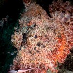 scorpionfish1