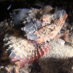 scorpionfish2