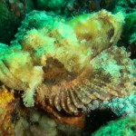 scorpionfish3