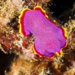 Flatworm (640x479)