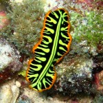 Flatworm3 (640x480)