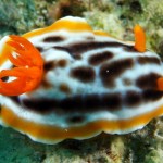 nudi10