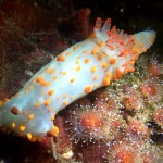 nudi5