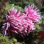 nudi6