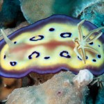 nudi7