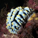 nudi9