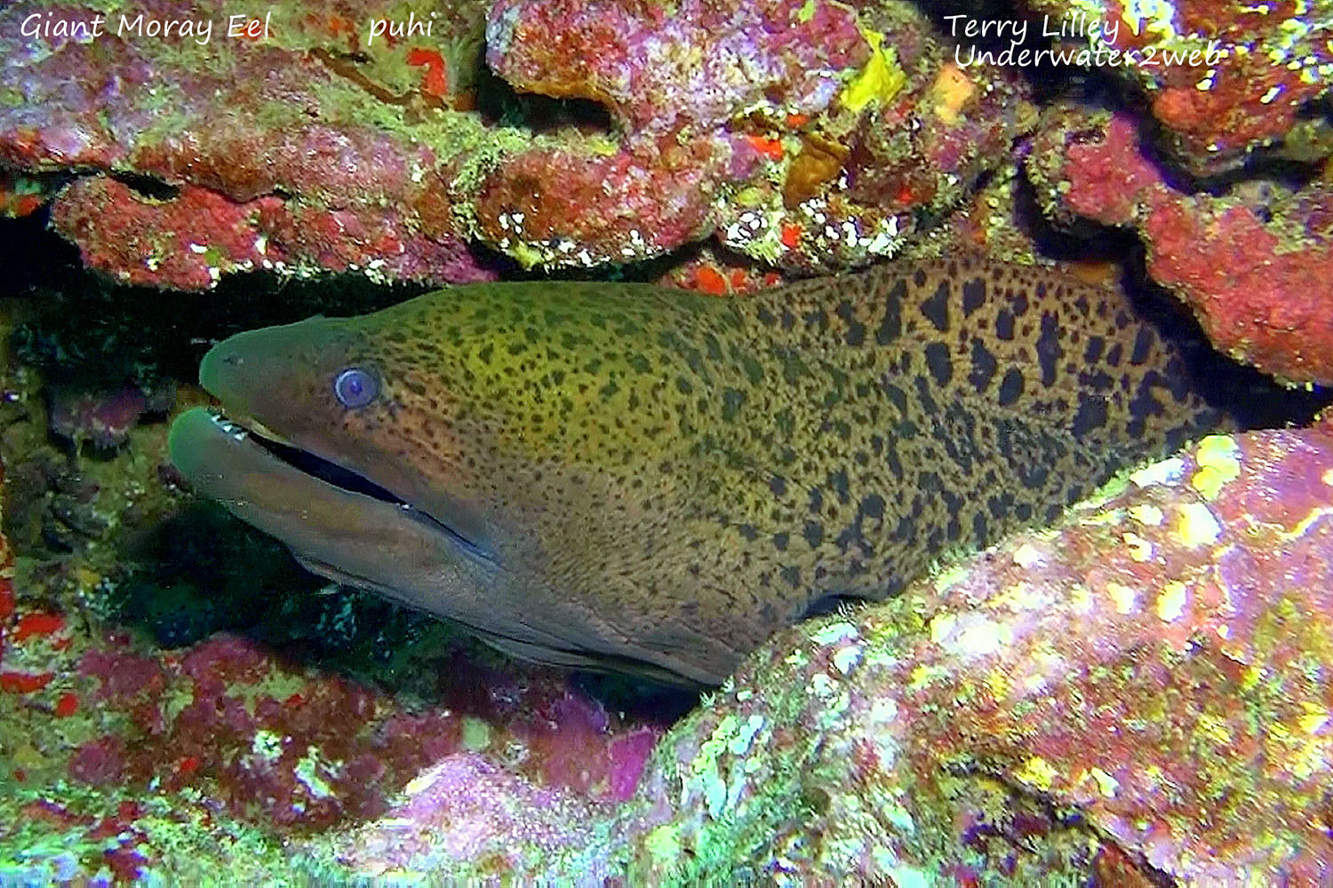 HAWAIIAN REEF FISH IDENTIFICATION – Terry Lilley's Underwater 2 Web