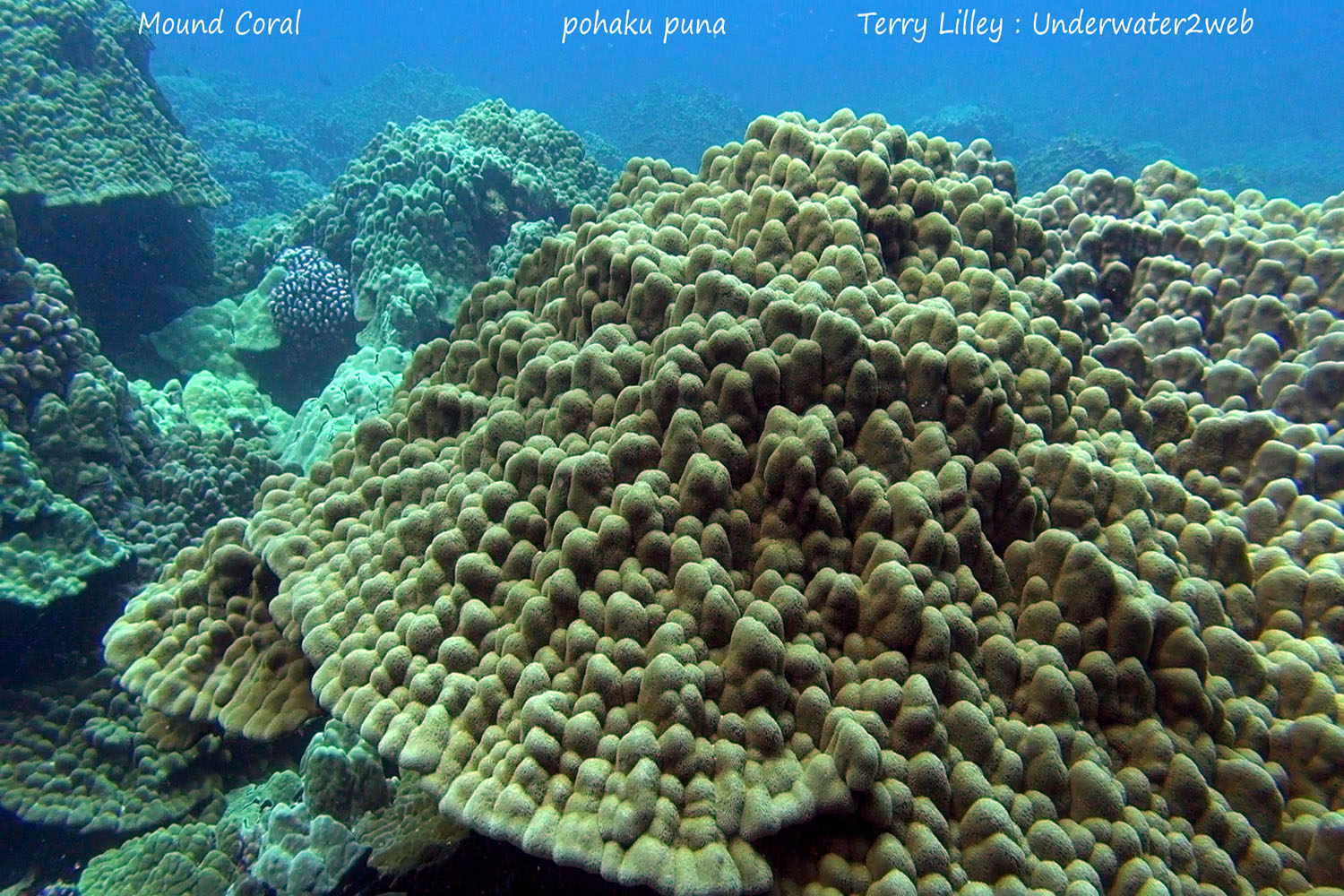 HAWAIIAN REEF CREATURE IDENTIFICATION – Terry Lilley's Underwater 2 Web