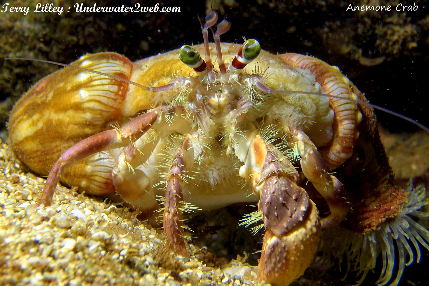 HAWAIIAN REEF CREATURE IDENTIFICATION – Terry Lilley's Underwater 2 Web