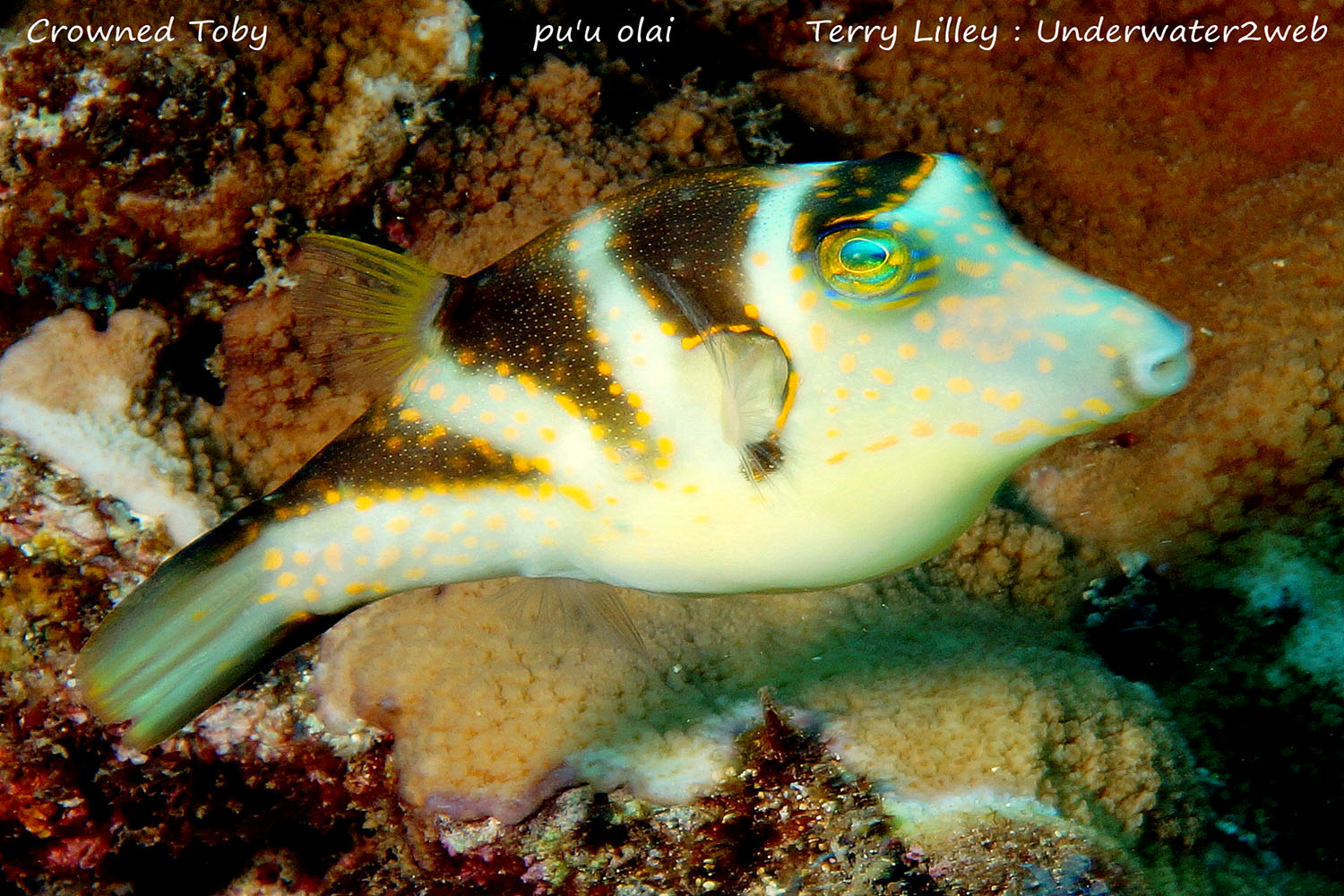 HAWAIIAN REEF FISH IDENTIFICATION – Terry Lilley's Underwater 2 Web