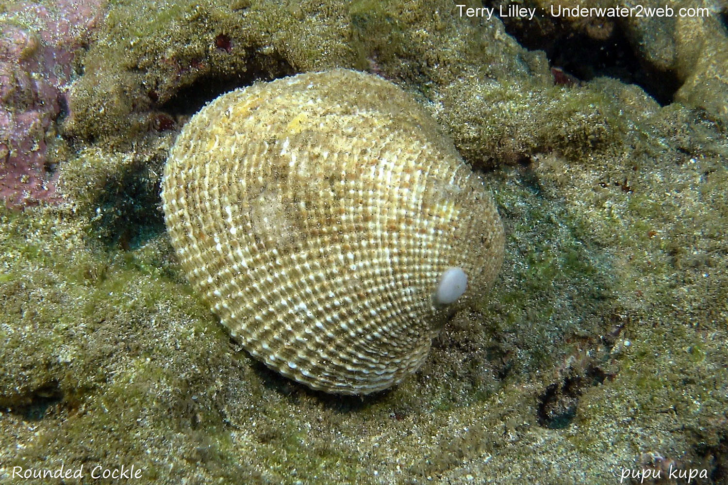 HAWAIIAN REEF CREATURE IDENTIFICATION – Terry Lilley's Underwater 2 Web