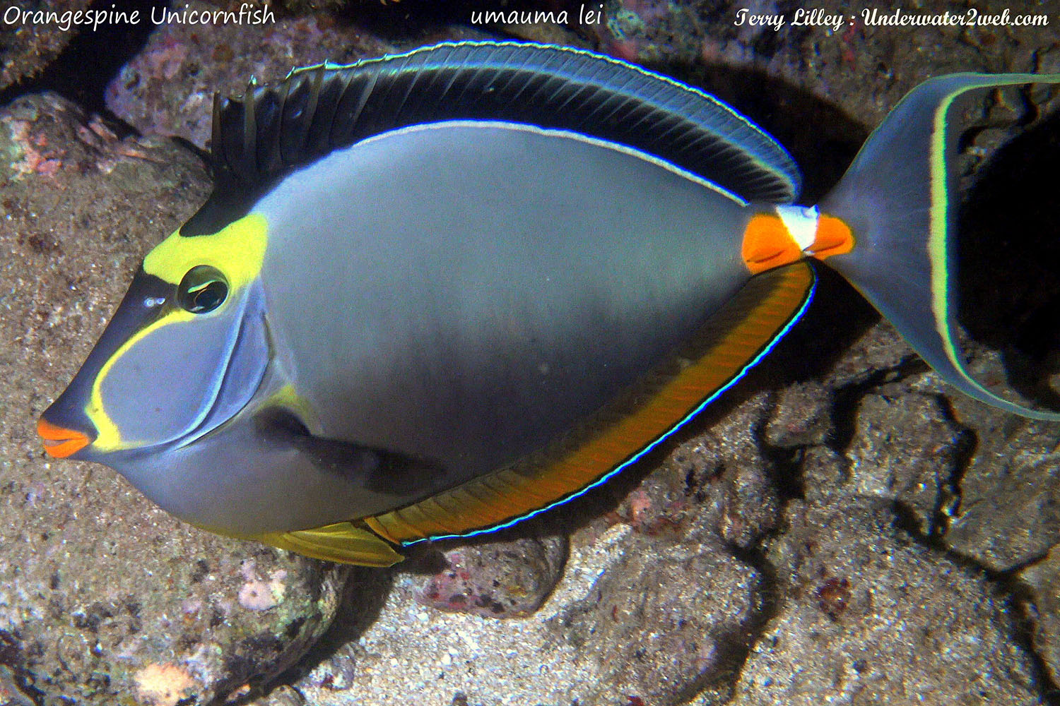 HAWAIIAN REEF FISH IDENTIFICATION – Terry Lilley's Underwater 2 Web