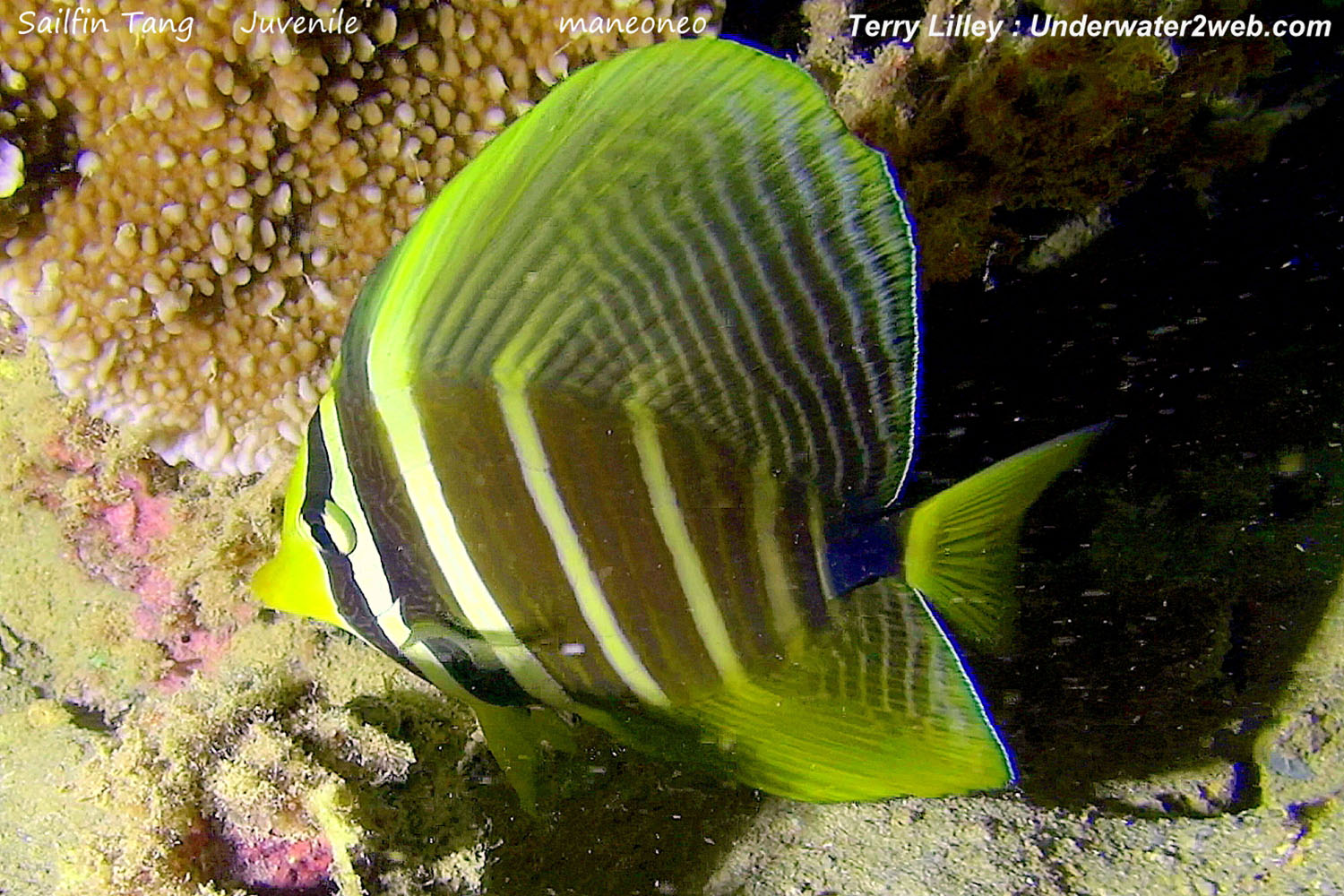 HAWAIIAN REEF FISH IDENTIFICATION – Terry Lilley's Underwater 2 Web