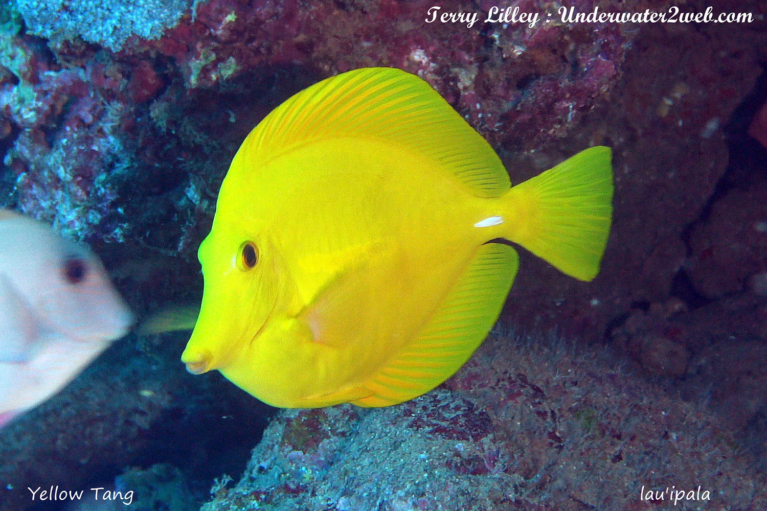 HAWAIIAN REEF FISH IDENTIFICATION – Terry Lilley's Underwater 2 Web