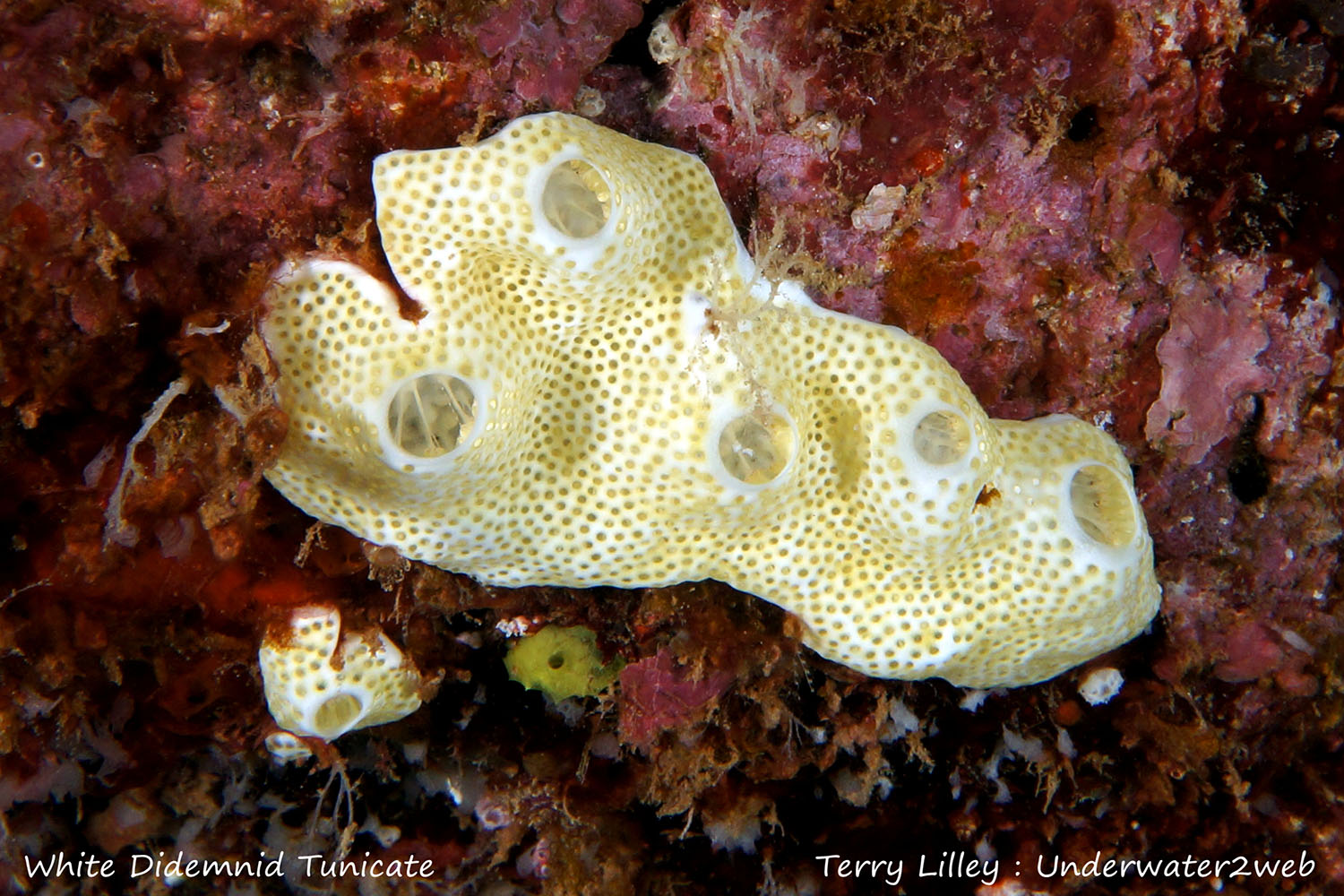 HAWAIIAN REEF CREATURE IDENTIFICATION – Terry Lilley's Underwater 2 Web